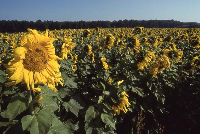 WT 392-12 Germany Sunflowers.jpg